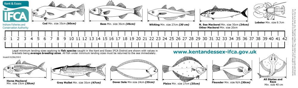 Deep Sea Anglerfish Size Chart